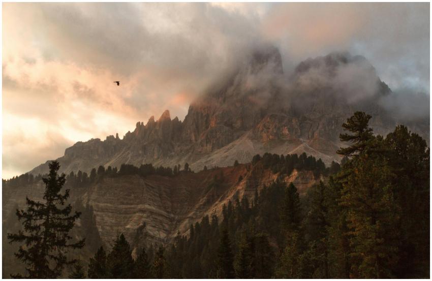 A scenic mountain view surrounded by fog and pine