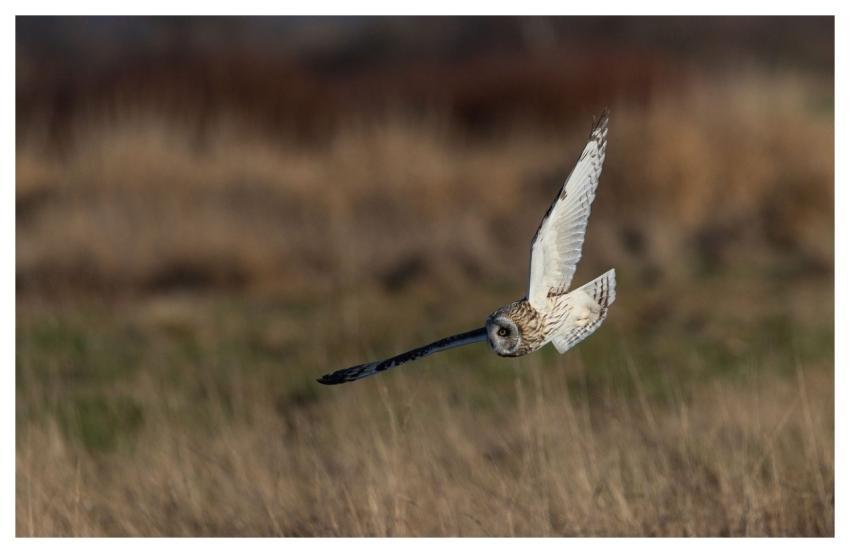 Short-Eared Owl Owl Bird Nature