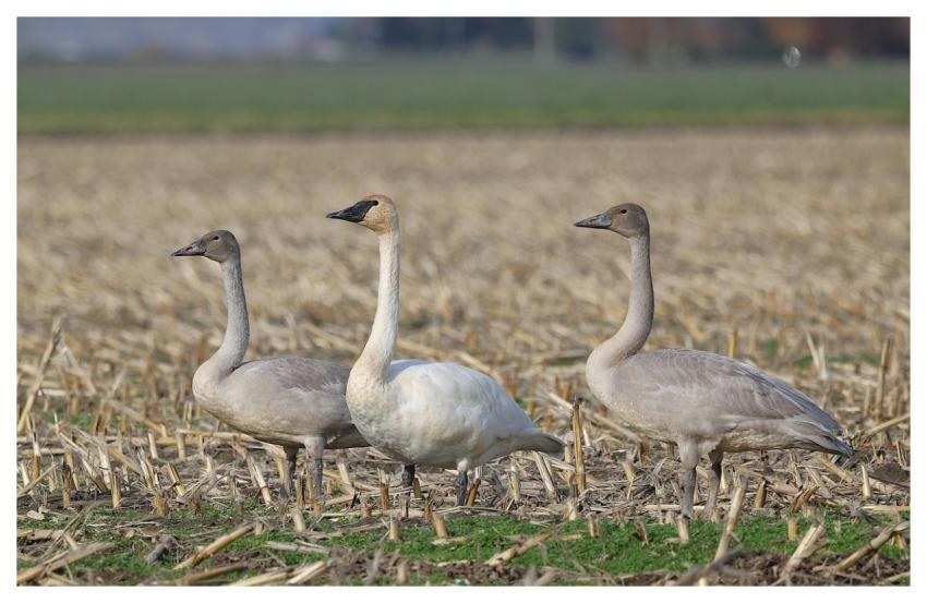 Swans Nature Animal Wildlife
