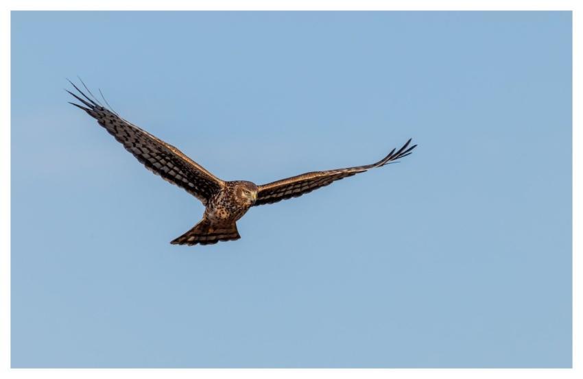 Hawk Sky Flying Nature