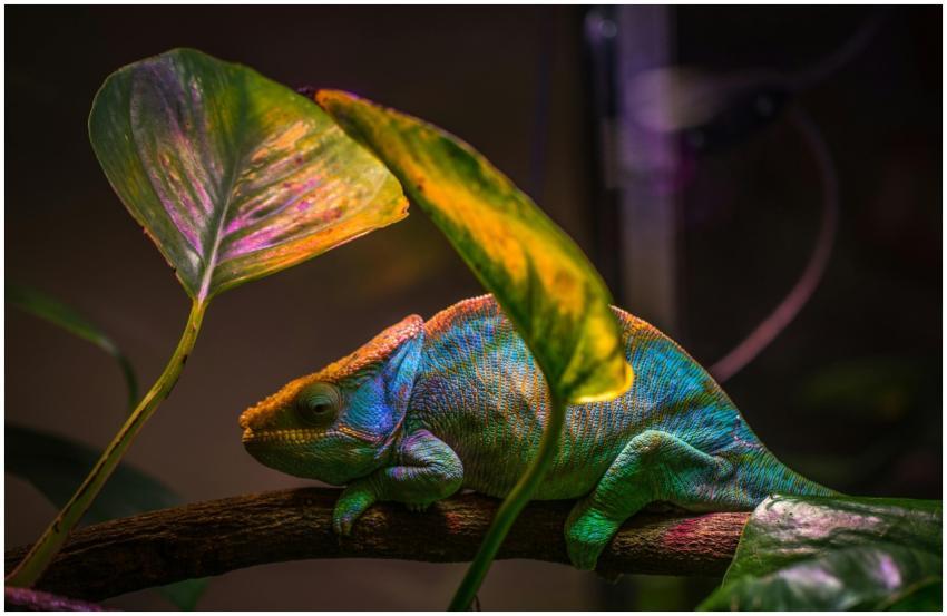A colorful chameleon resting on a branch surrounde