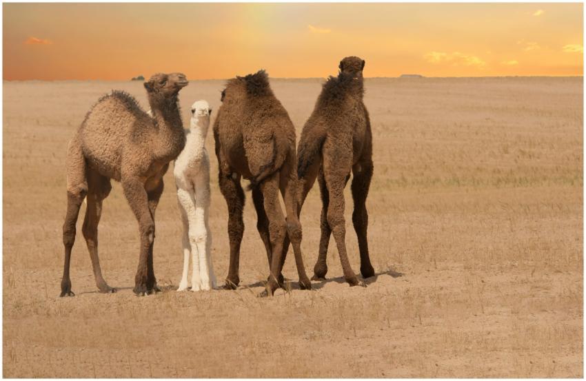 Four camels stand together in a vast desert landsc