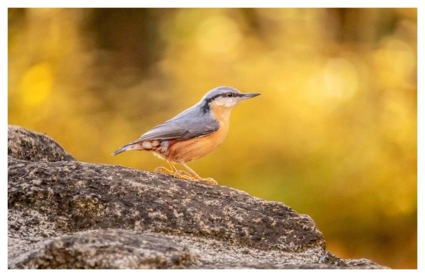 Nuthatch Hd Wallpaper Bird Nature