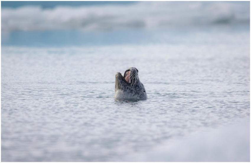 A serene seal gracefully emerges from Arctic water