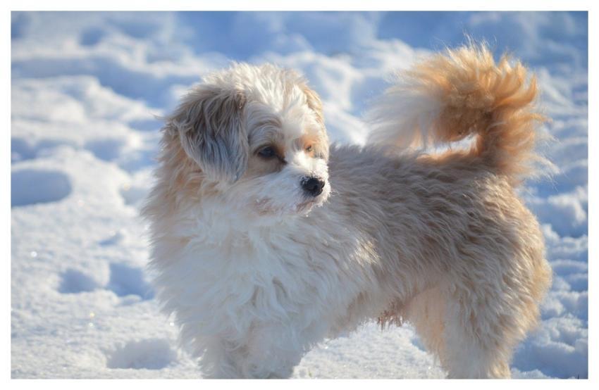 Dog Bolonka Animal Four-Legged