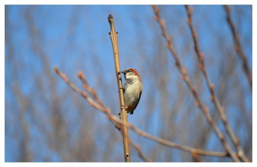 Sparrow House Sparrow Sperling Bird