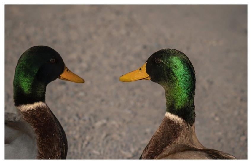 Duck Bird Water Bird Animal