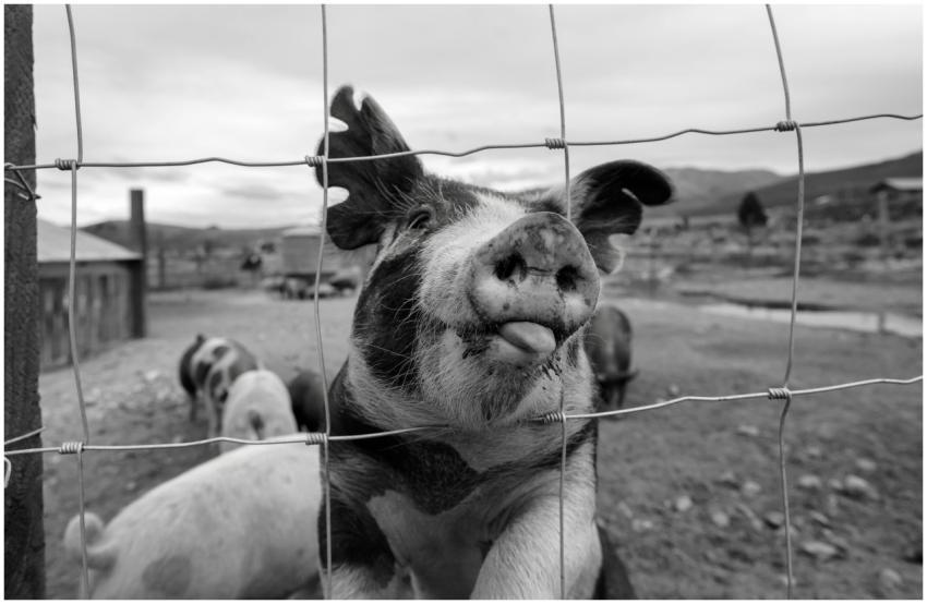 Black and white close-up of a curious pig behind a