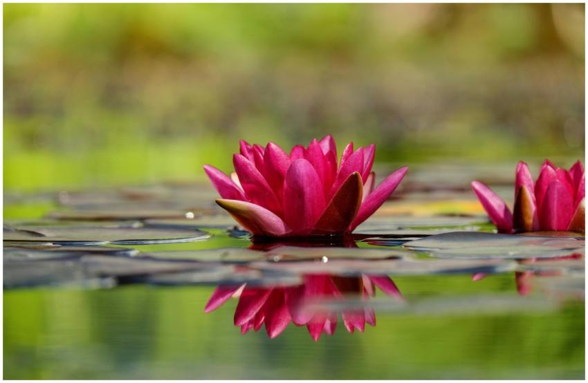 Beautiful pink water lilies reflecting on a calm p