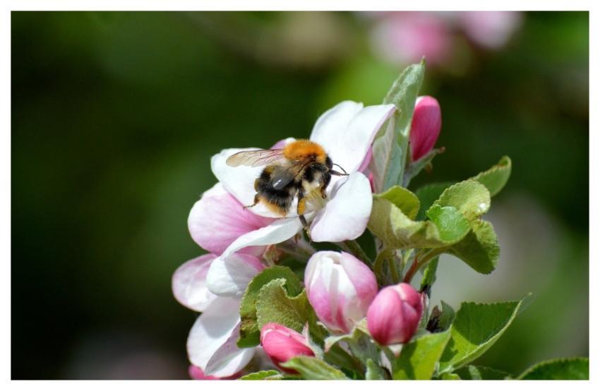 Bumblebee Insect Bee Hd Wallpaper