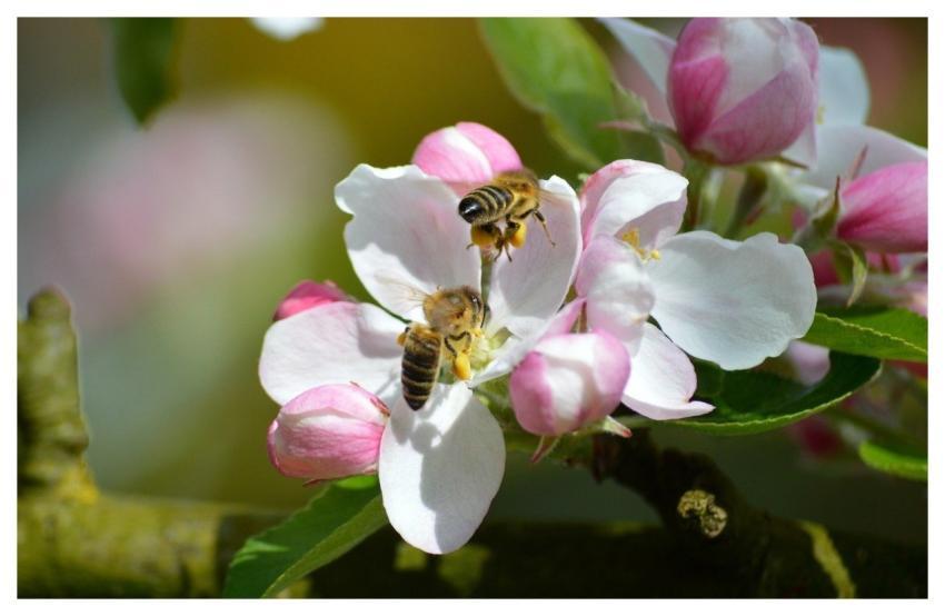 Bees Insects Hd Wallpaper Pollen