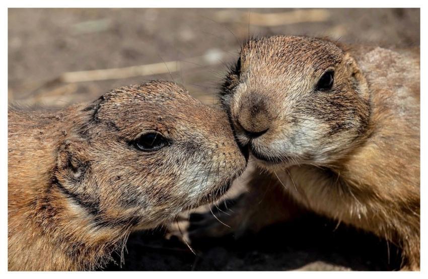 Prairie Dog Cute Laptop Wallpaper Nature Backgroun