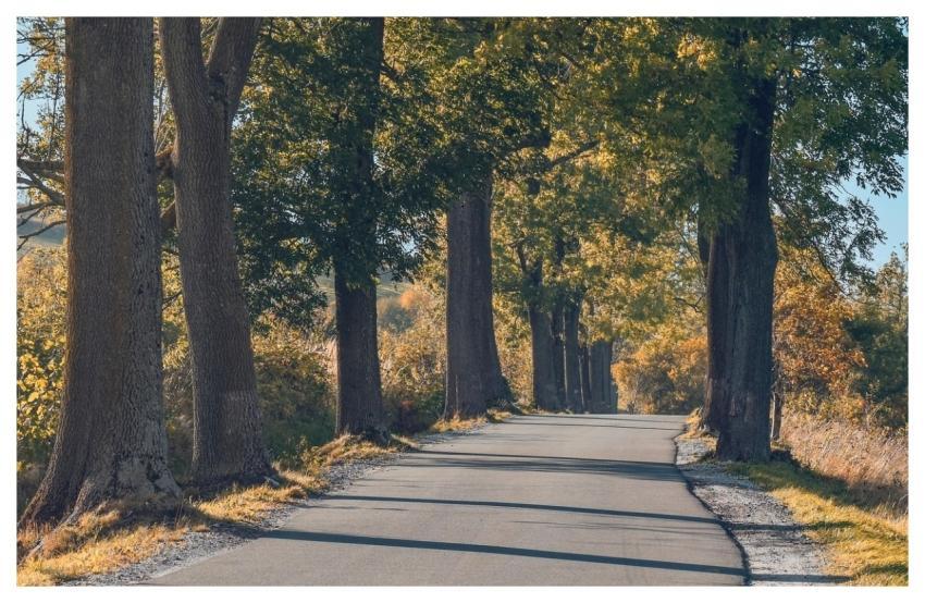 Trees Road Nature Outdoors