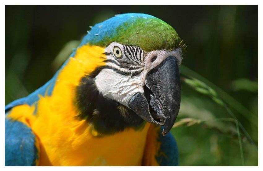 Parrot Era Bird Feathers