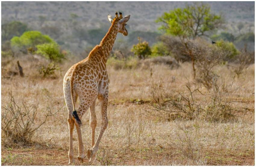 Giraffe walking through the arid savanna landscape
