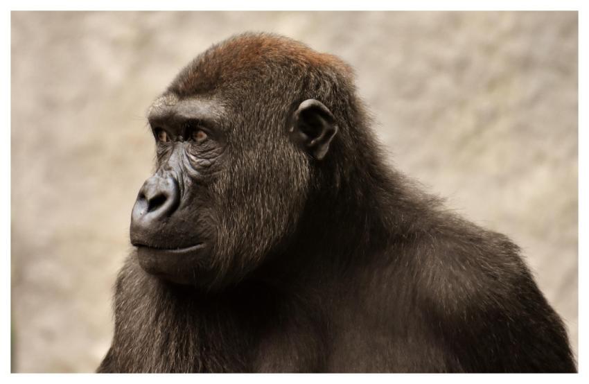 Monkey Animal Ape Primate