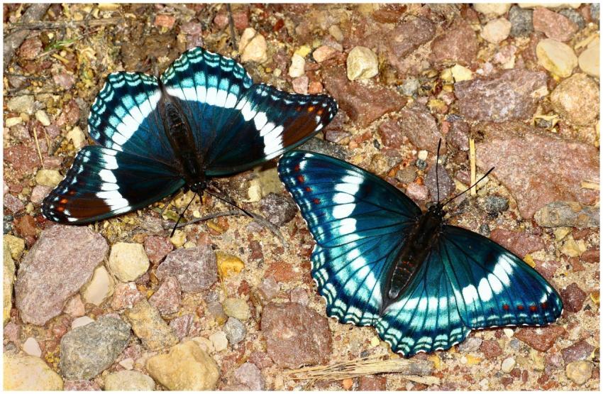 Beautiful display of two admiral butterflies resti