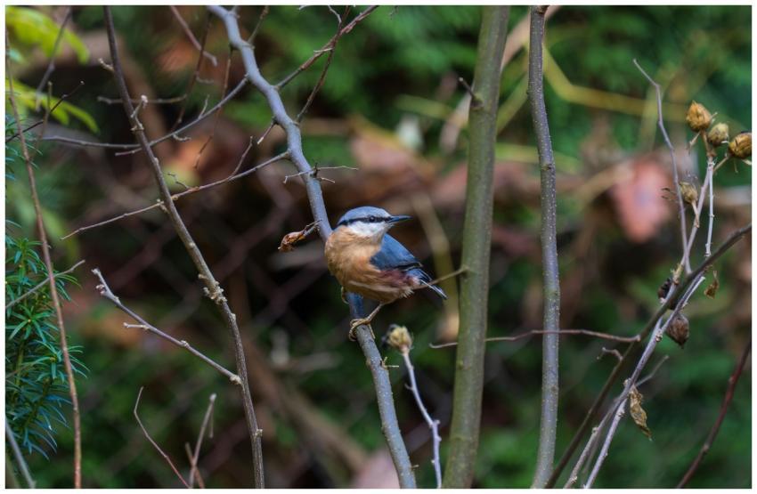 Eurasian Nuthatch Perched Tree