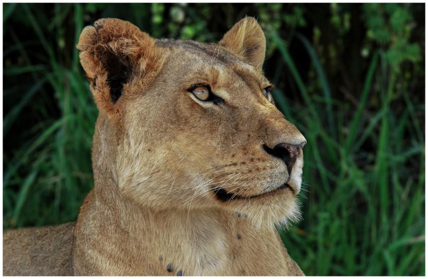 Detailed close-up of a lioness with focused eyes i
