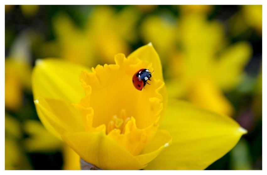 Easter Bells Daffodils Nature Easter Flowers