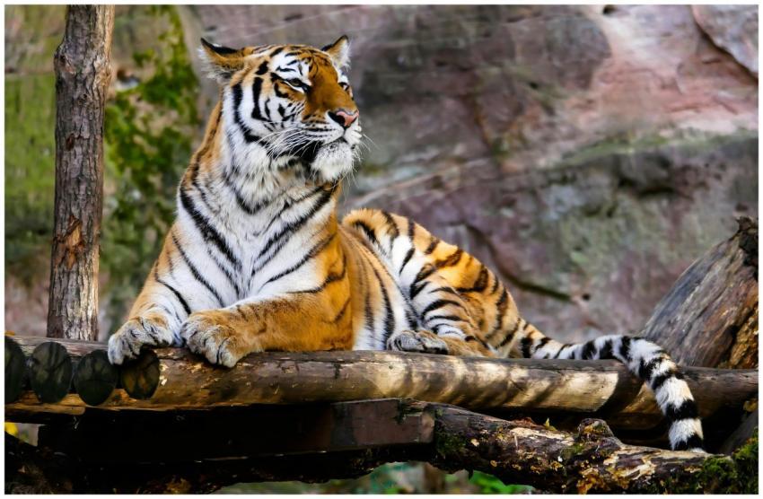 A majestic Bengal tiger rests on a log in its natu