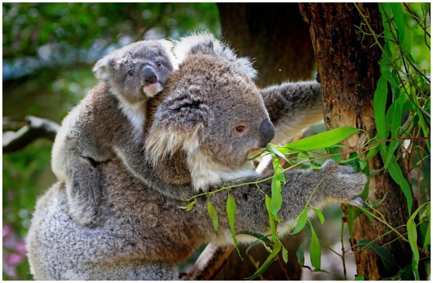 Mother koala with her joey clinging on a tree, sho