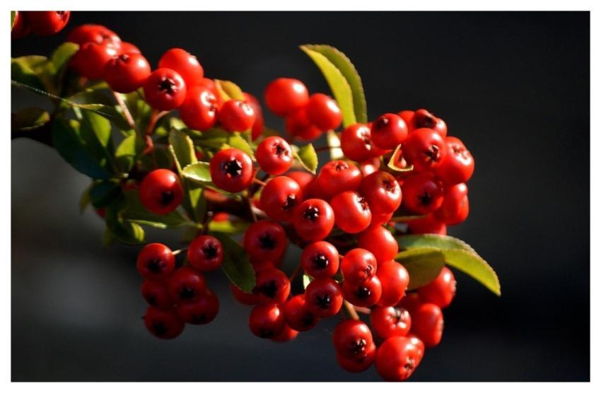 Firethorn Shrub Branch Firethorn Branch