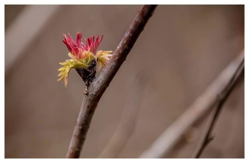 Nature Twig Spring Bloom
