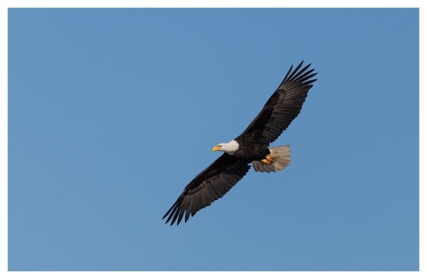 Eagle Wildlife Animal Nature