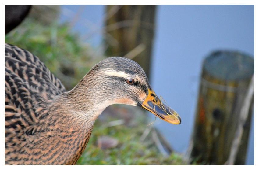 Duck Mallard Water Bird Bird