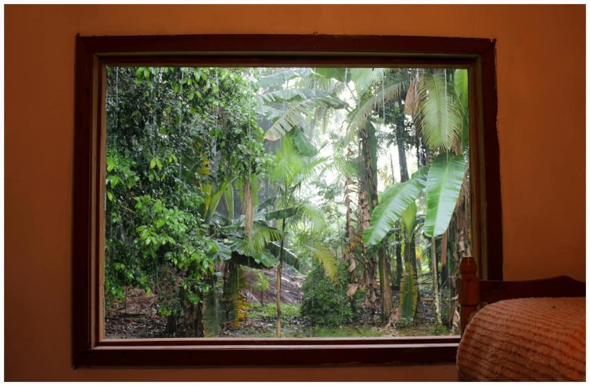 View through a window onto a lush tropical rainfor