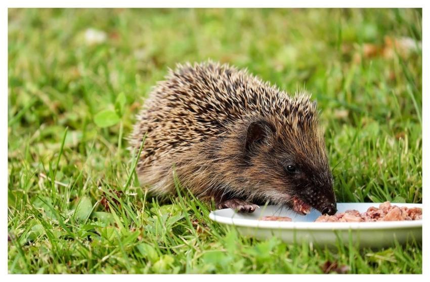 Hedgehog Animal Mammal Hannah