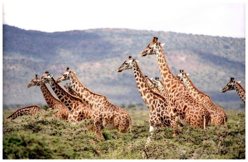 A herd of giraffes in the African savannah with sc