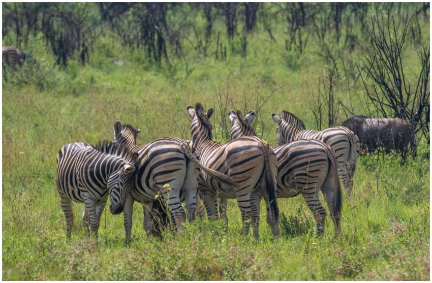 A dazzle of zebras grazing in the lush African sav
