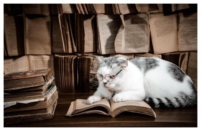 Cat Pet Feline Animal