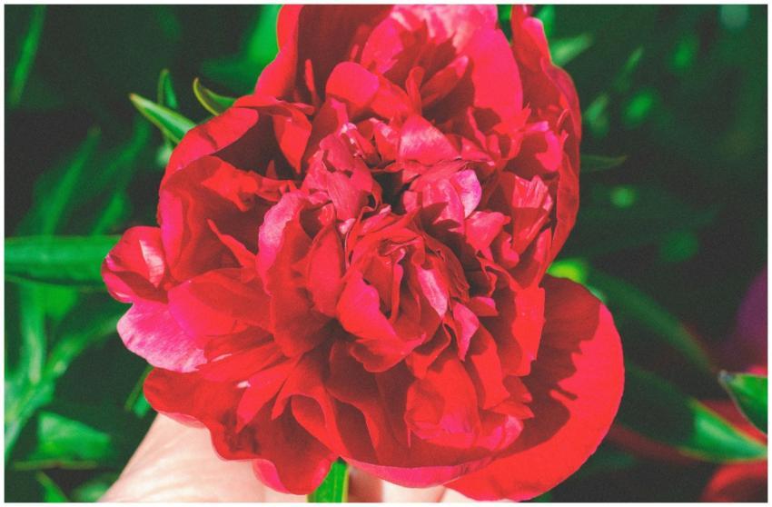 Close-up of a vibrant red peony in full bloom, cap
