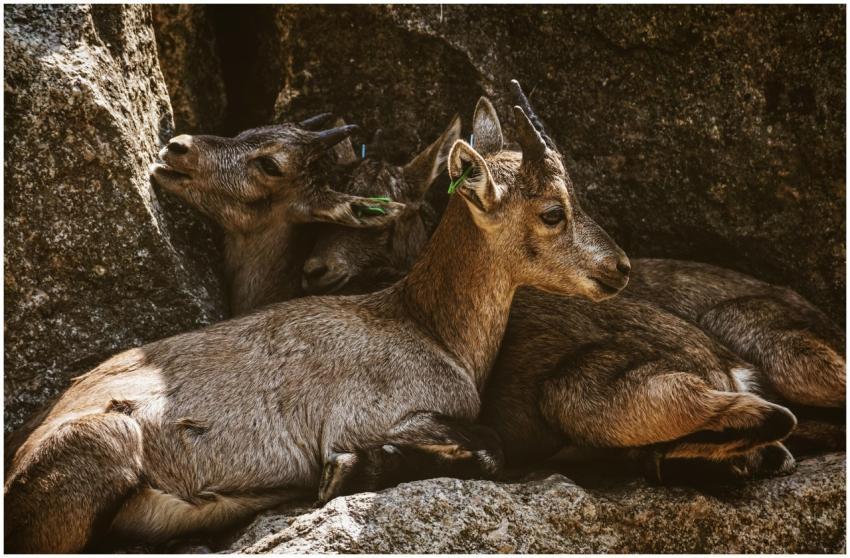 Intimate close-up of goats relaxing among rocks in