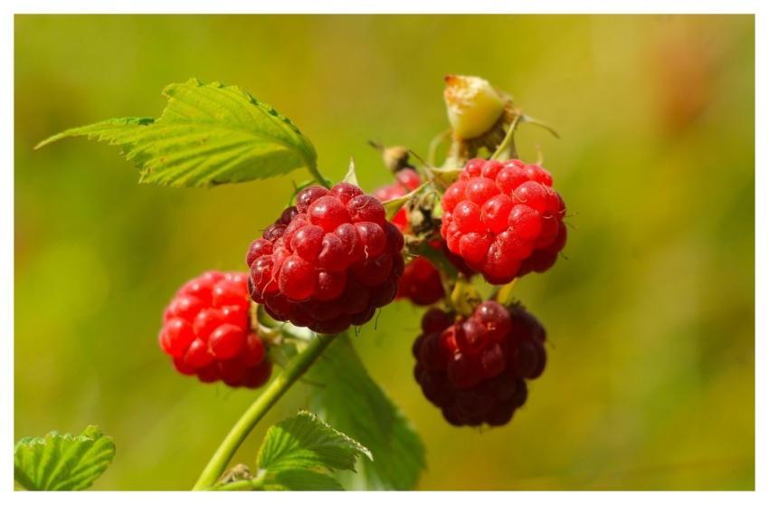 Fruit Raspberries Red Ripe