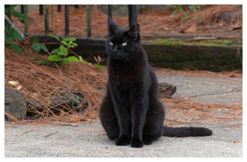 Black Cat Feline Nature Animal