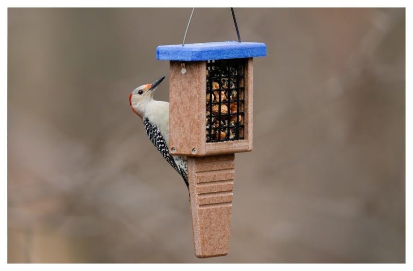 Woodpecker Bird Nature Animal