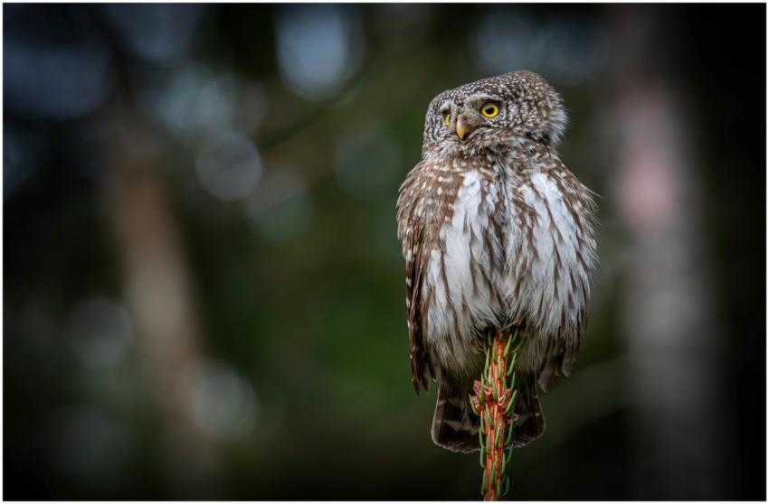 Close-up of an Eurasian Pygmy Owl perched on a bra
