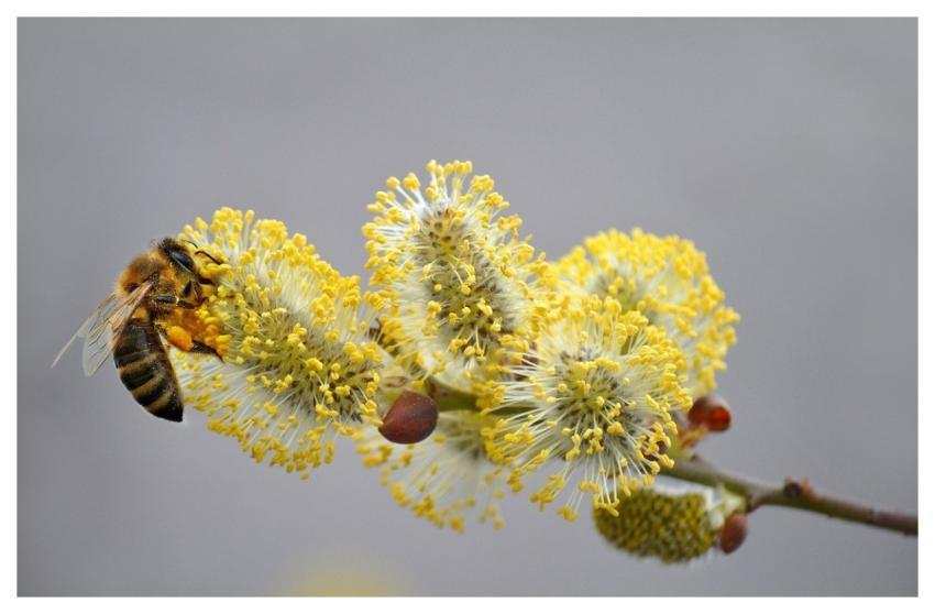 Bee Honey Bee Insect Pollen