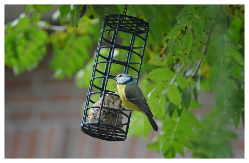 Blue Tit Feeding Place Songbird Tit
