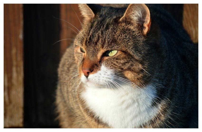 Cat Domestic Cat Animal Wildlife