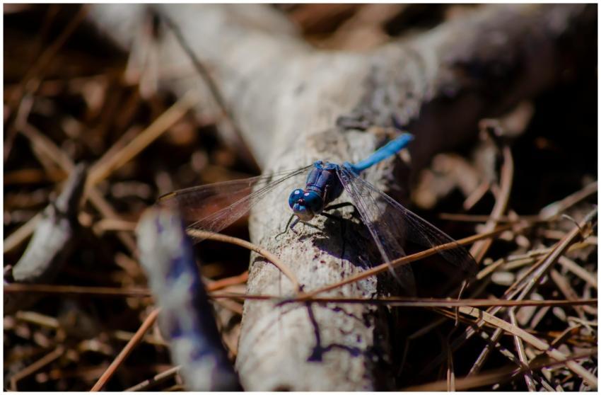 Close-up of a blue dragonfly on a branch showcasin