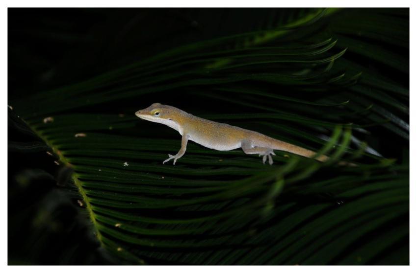 Lizard Reptile Nature Wildlife