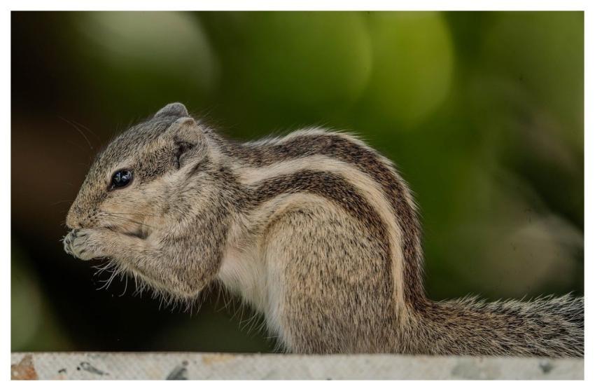 Squirrel Rodent Mammal Wildlife