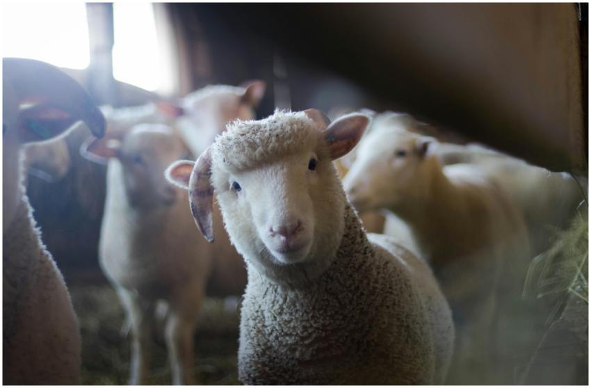 Close-up of a curious sheep in a rustic barn, show
