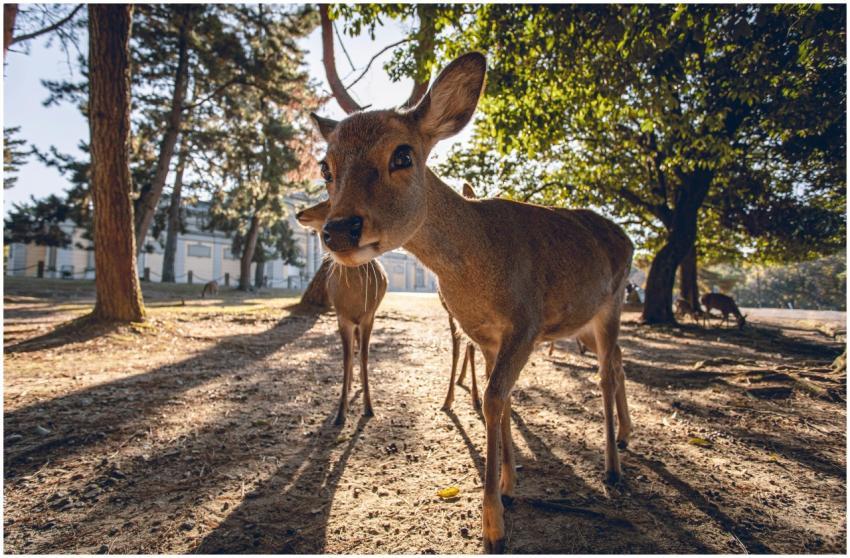 A close-up shot of a deer in Nara Park, Japan, sho
