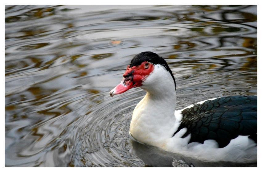 Duck Wart Duck Musky Duck Berberente